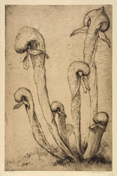 Darlingtonia od Bertha E. Jaques