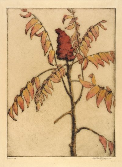 Sumac od Bertha E. Jaques