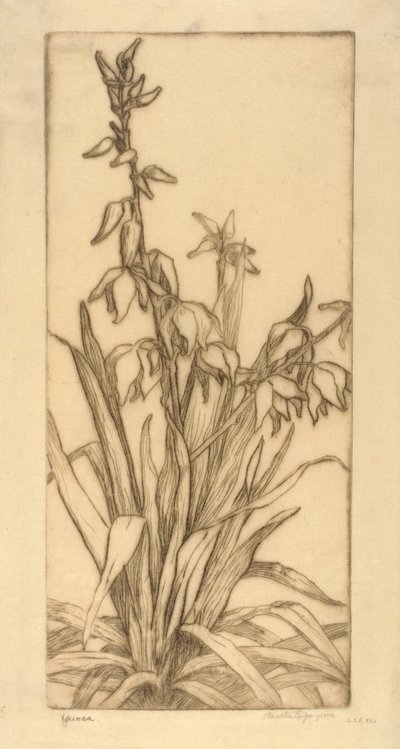 Yucca od Bertha E. Jaques