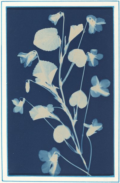 Bez názvu, c. 1900. od Bertha Evelyn Jacques