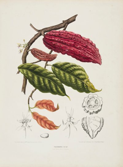 Theobroma, kakaovník, c1840-1890. od Berthe Hoola van Nooten
