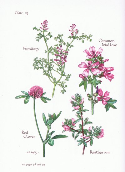 Sléz obecný, vstavač obecný, fumitory, jetel červený, 1951 od Bessie D. Inglis