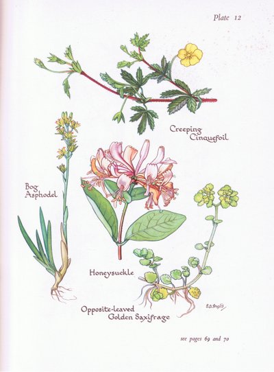 Mochna plazivá, asfodel bahenní, zimolez nebo hvozdík, naproti - lomikámen zlatý, 1951 od Bessie D. Inglis