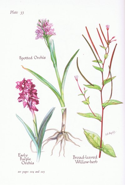 Orchideje raná, vstavač skvrnitý, bylina vrby širokolisté, 1951 od Bessie D. Inglis