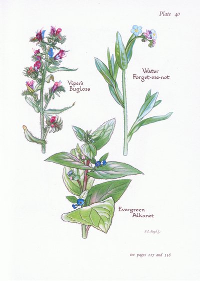 Evergreen Alkanet, Vipers Bugloss, Water Forget-Me-Not, 1951 od Bessie D. Inglis