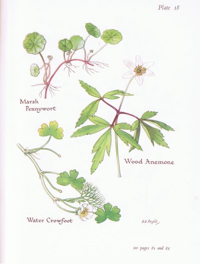 Pennywort bahenní, Sasanka, Water Crowfoot, 1951 od Bessie D. Inglis
