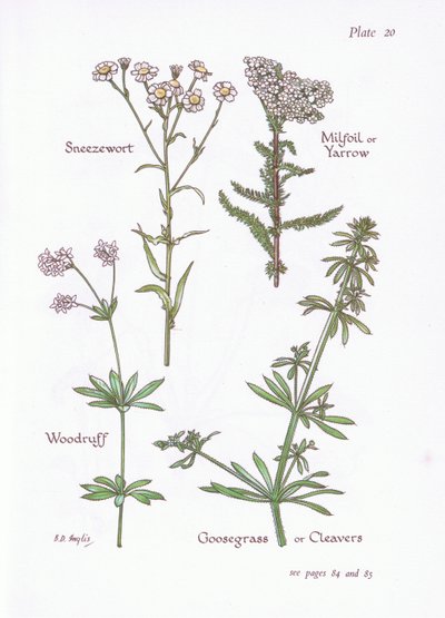 Kýchavka, Milfoil nebo řebříček, Woodruff, Husí tráva nebo sekáčky, 1951 od Bessie D. Inglis