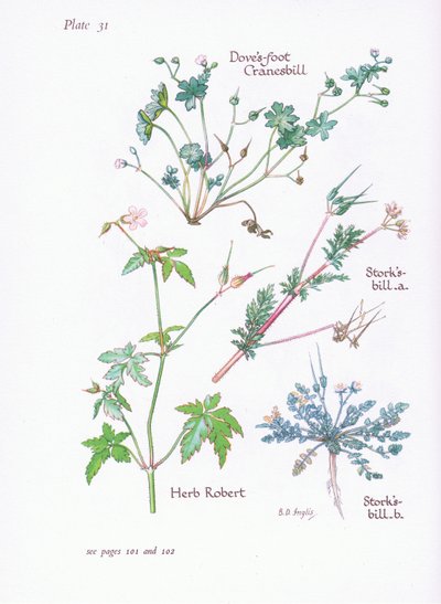 Storks Bill, Doves Foot, Cranesbill, Herb Robert, 1951 od Bessie D. Inglis