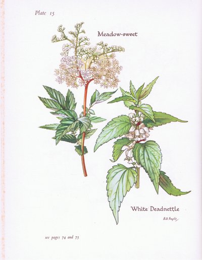 White Deadnettle, Meadow Sweet, 1951 od Bessie D. Inglis
