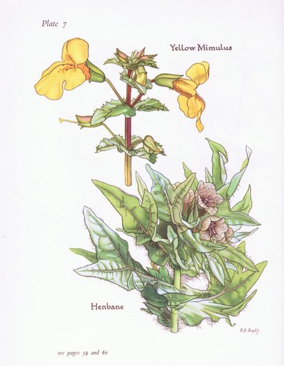 Yellow Mimulus, Henbane, 1951 od Bessie D. Inglis