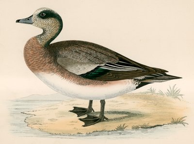 Americký Wigeon od Beverley R. Morris