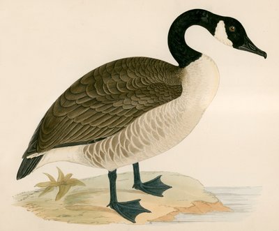 Kanadská husa od Beverley R. Morris