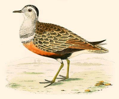 Dotterel od Beverley R. Morris
