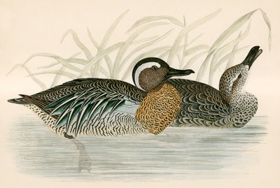 Garganey Teal od Beverley R. Morris