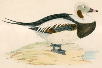 Dlouhoocasá kachna od Beverley R. Morris