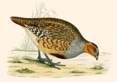 Partridge od Beverley R. Morris