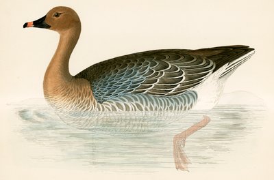 Růžová husa od Beverley R. Morris