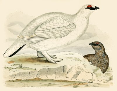 Ptarmigan od Beverley R. Morris