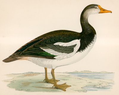 Husa ostruhová od Beverley R. Morris