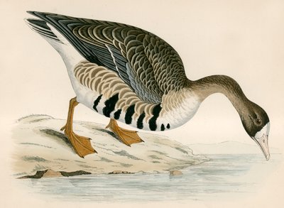 Bílá husa od Beverley R. Morris