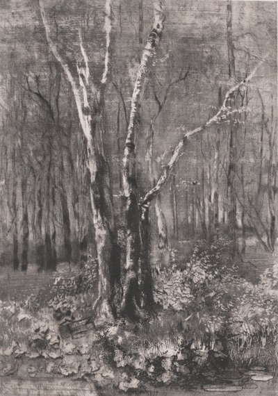 Woods v parku poblíž Monzy, 1895. od Bianchi Mose
