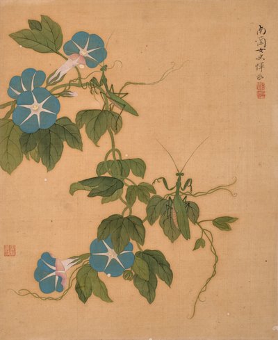 Jitřenka z alba květin (tuš a barva na hedvábí) od Bing Yun