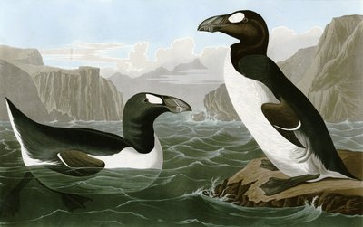 Velký Auk od Bird Artist of America. John James Audubon