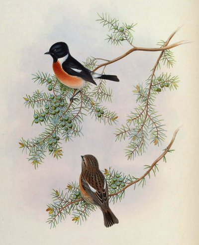 Saxicola maurus indicus, na Juniperus formosana. Od The Birds of Asia (John Gould), svazek 4 od BirdsAsiaJohnGoIVGoul_0144.jpg