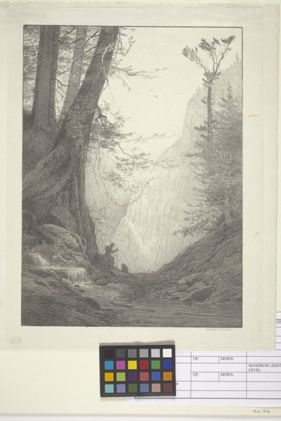 Velké cedry (inkoust na papíře, litografie) od Bolton Coit Brown