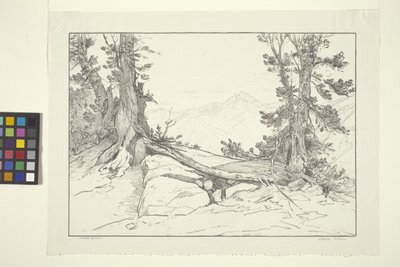 Sierra Pines (inkoust na papíře) od Bolton Coit Brown