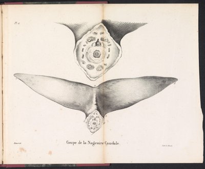 Část ocasní ploutve velryby, 1827 Coupe de la Nageoire Caudale (název na objektu) od Bossuet