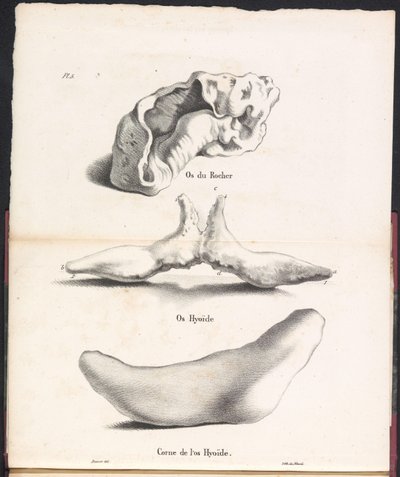 Tři části hyoidní kosti velryby, 1827 Os du Rocher / Os Hyoid / Corne de l
