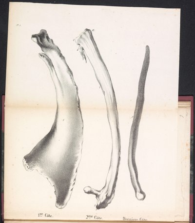 Tři žebra velryby, 1827 1st Côte / 2me Côte / Dernière Côte (název na objektu) od Bossuet