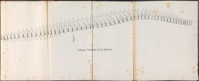 Páteř velryby, 1827 Colonne Vertébrale de la Baleine (název na objektu) od Bossuet