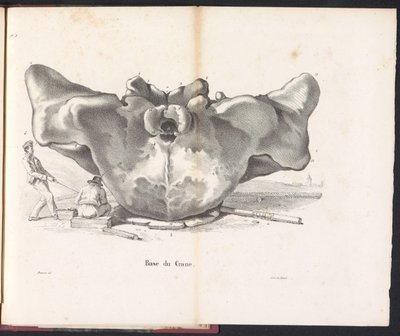 Velrybí lebka, 1827 Base du Crane (název na objektu) od Bossuet