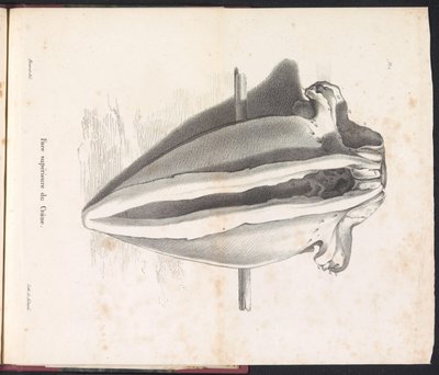Velrybí lebka, 1827 Face supérieure du Crâne (titul na předmětu) od Bossuet