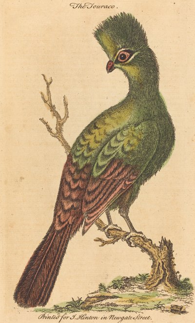 Pták Touraco od British 18th Century