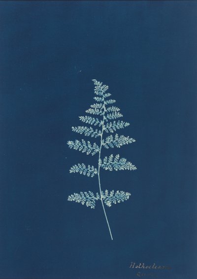 Hothocleana,c. 1850 (foto) od British Photographer