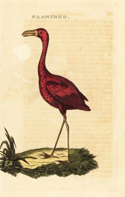 Plameňák americký, Phoenicopterus ruber od British School