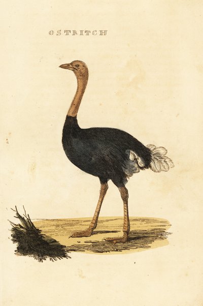 Pštros obecný, Struthio camelus od British School