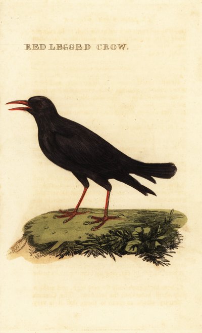 Kavlík červenozobý, Pyrrhocorax pyrrhocorax od British School