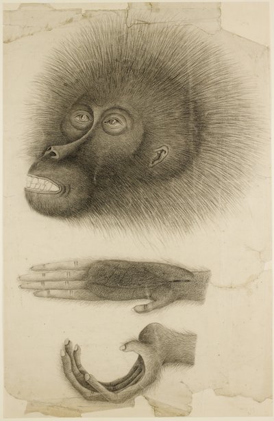 Hlava a ruce orangutana, kolem 1818-30 (tužka a akvarel na papíře) od British School