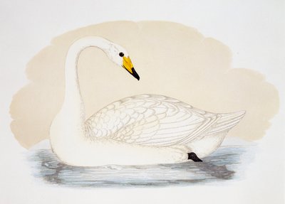 Wild Swan (Cygnus cygnus), rytina, Velká Británie od British School