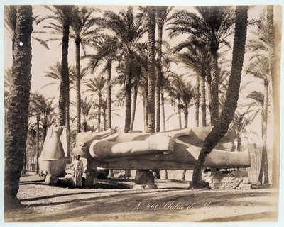 Socha Memphisu leží v palmovém háji v Egyptě - fotografie bratří Zangali, konec 19. století od Brothers Zangaki