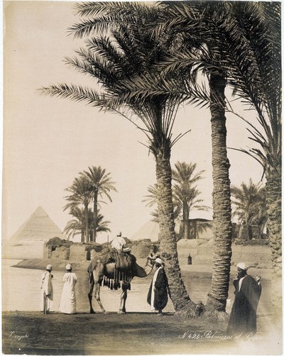 Palmový háj na úpatí egyptských pyramid - fotografie bratří Zangali, konec 19. století od Brothers Zangaki
