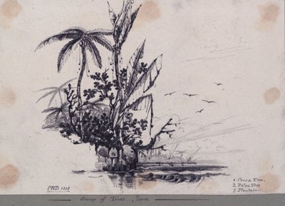 Skupina stromů.... Java. 1. Kakaovník, 2. Palma, 3. Plantain od C.W. Browne