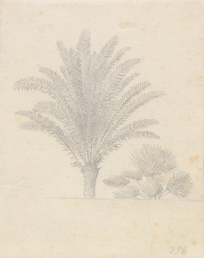 Skupina palmy a listů od Christoffer Wilhelm Eckersberg