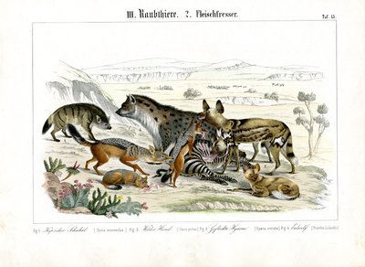 Africké šelmy na lovu od C. Roth