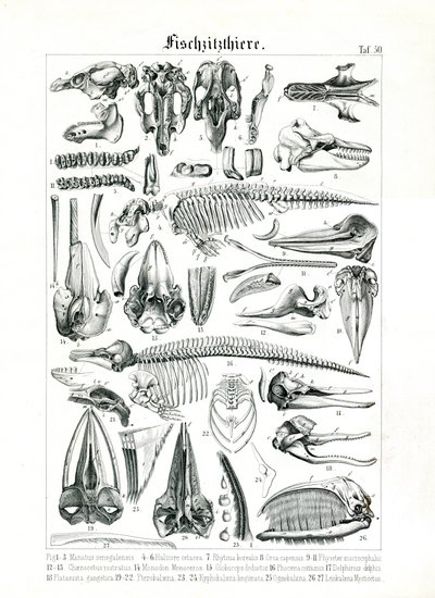 Anatomické ilustrace mořských savců od C. Roth