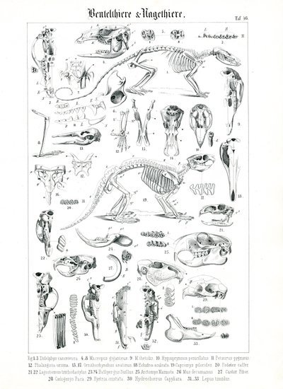 Anatomická ilustrace vačnatců a hlodavců od C. Roth